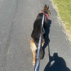 Product Review of iYoShop Hands Free Dog Leash with Zipper Pouch, Dual Padded Handles and Durable Bungee for Walking, Jogging and Running Your Dog from K**n