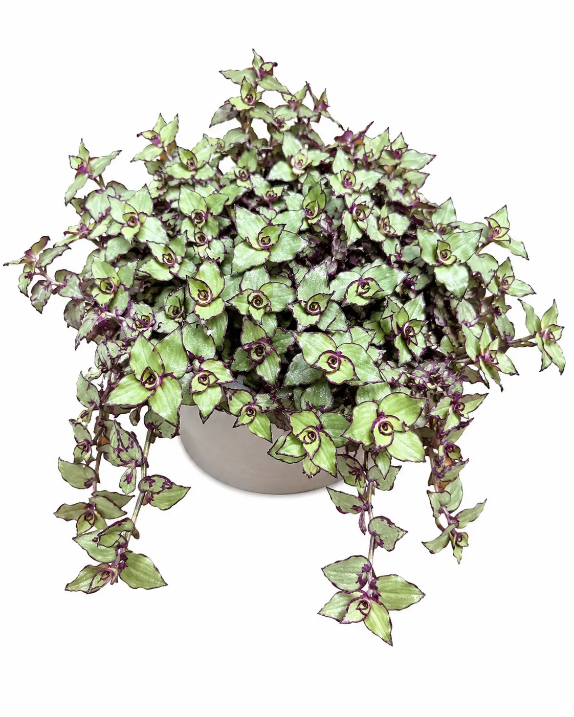 4 Dragon Tail Wandering Jew Live Starter Plant - Callisia soconuscensis in 2-Inch Pot, Rare Purple & Green Cascading Vines, Easy-Care Indoor Plant for Beginners, Bright Light Tolerant, Ideal for Decorating My Apartment, Houseplant