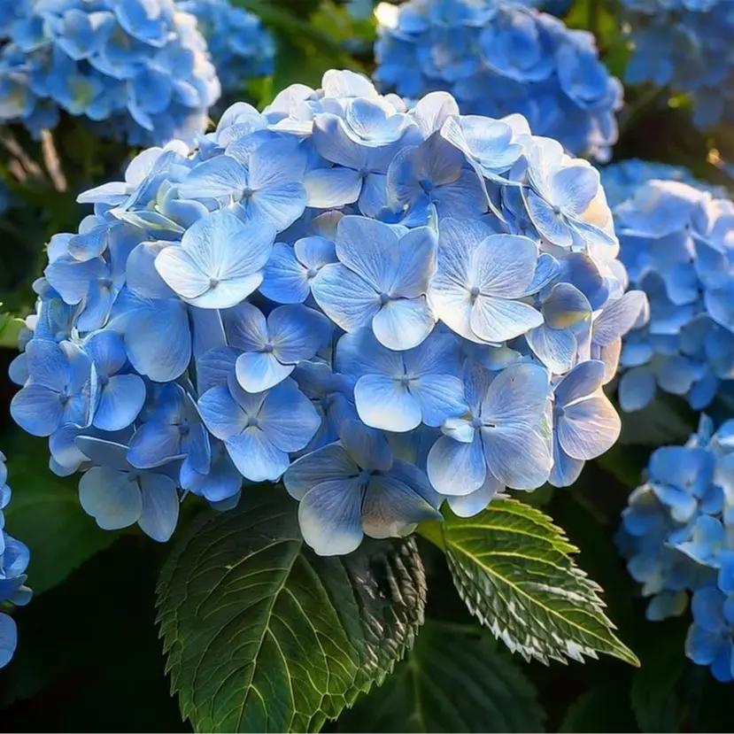 Light Blue Nikko Hydrangea Shrub Seedling for Planting - 1 Year Old Well Rooted Seedling Bush