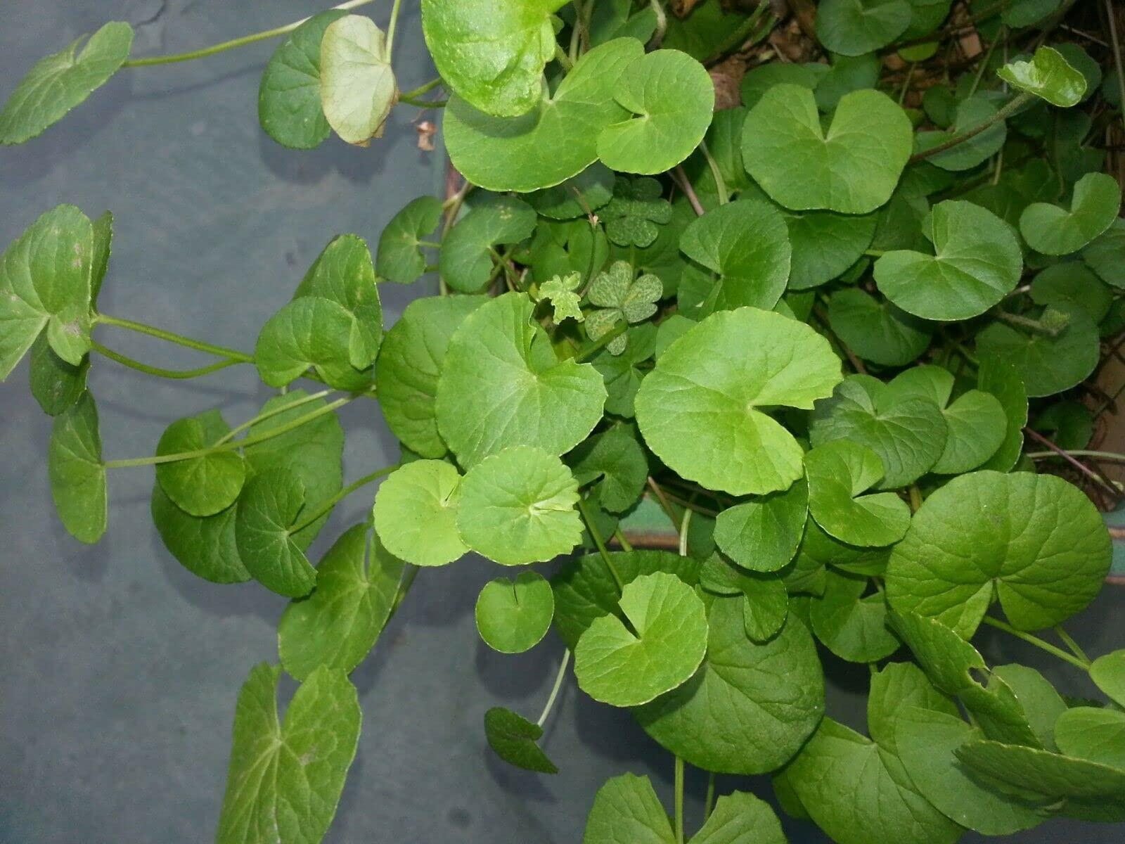 200+ Seeds Gotu Kola Big Leaf Centella Asiatica Indian Pennywort Brahmi Rau Má Organic Vegetable Planting Non-GMO, green