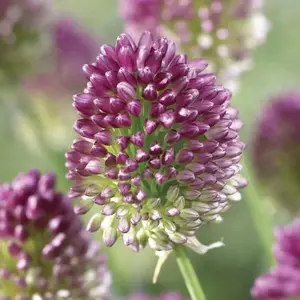 Drumstick Allium BULBS,,Perennial in Zones 4-8"