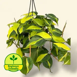 Philodendron Brasil 6” - Easy Care Hanging Plant