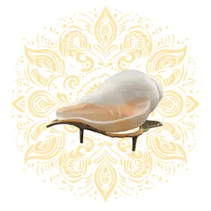 Carved Flower Blowing White Conch Shell 4-5"