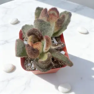 2 Inch Pot Kalanchoe Tomentosa 'Teddy Bear' - Rare Brown-Tipped Panda Plant, Soft Fuzzy Succulent with Chocolate Edges, Perfect Petite Indoor Plant Gift
