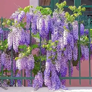 200PCS Wisteria Flowers | Perfect Artificial Garden Decoration, Romantic Gift for Family, Couples, Valentine's Day & Thanksgiving