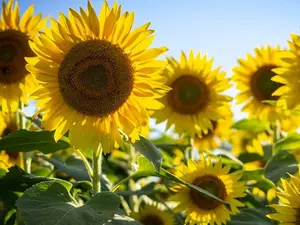 50pcs Pink Pooh Sunflower Seeds - Unique Pink Blooms, Non-GMO, Heirloom, Organic