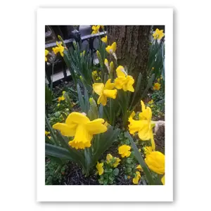 Pack of 10 Greeting Cards (EU & RoW) with Envelopes- NYC Sidewalk Flowers (Yellow)