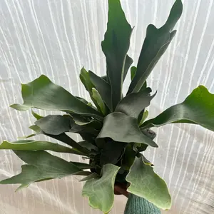 Staghorn fern  plant 6 in pot PET SAFE