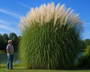 3 Pampas Grass Live Rhizomes for Planting | Hardy Perennial, Miscanthus| Fast Growing Privacy Barrier with Beautiful White Plumes | Privacy & Windbreak Grass (3 Rhizomes)