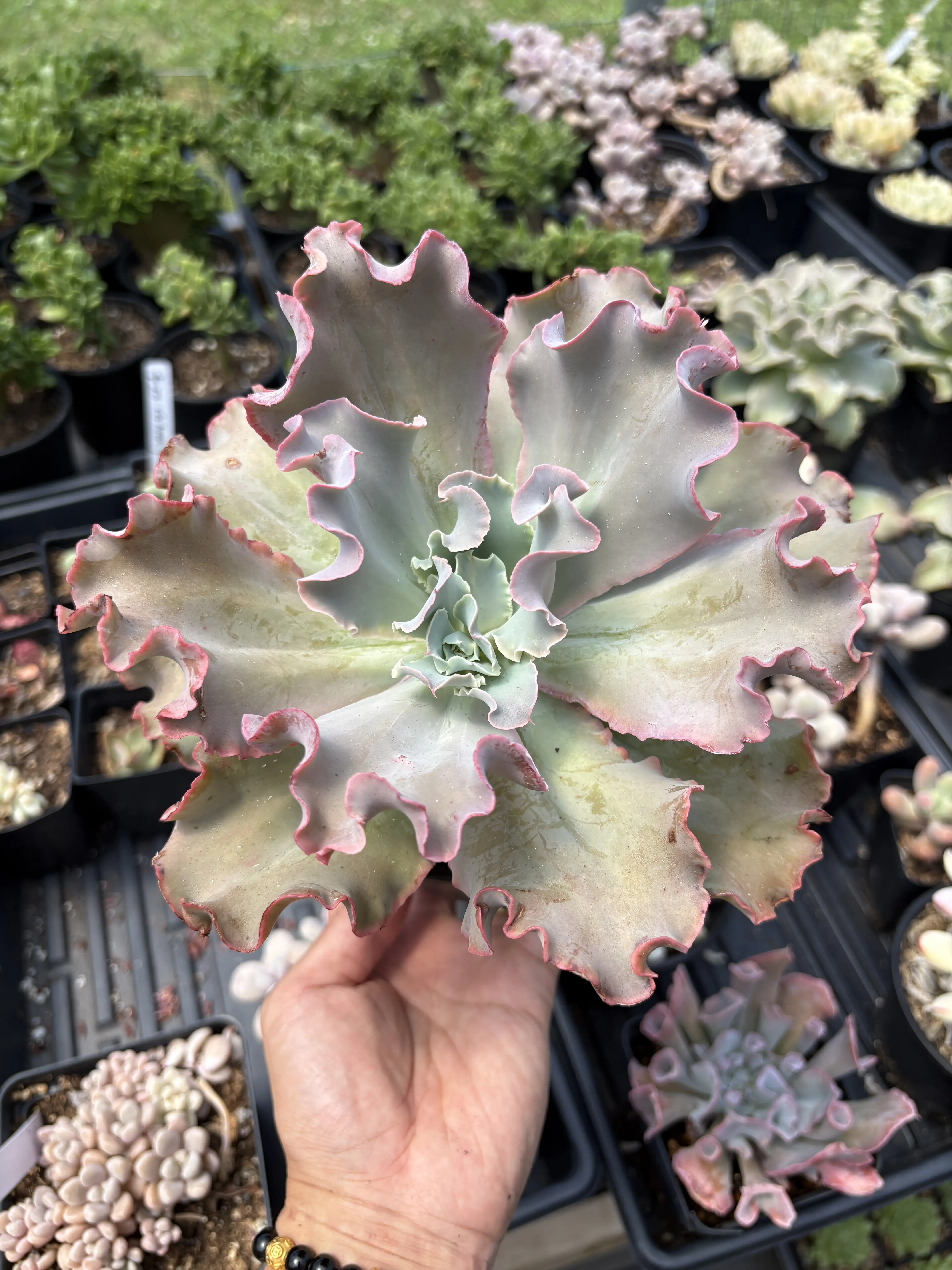 Echeveria Red Pinky Frills - April Farm/Rare Succulent