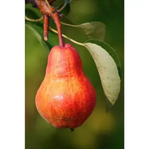 Dwarf Summercrisp Pear Tree - Cold Hardy, Juicy and Crisp Red Pears (Bare-Root, 3 Ft. to 4 Ft. Tall, 2-Years Old) Nocturnal Gardens