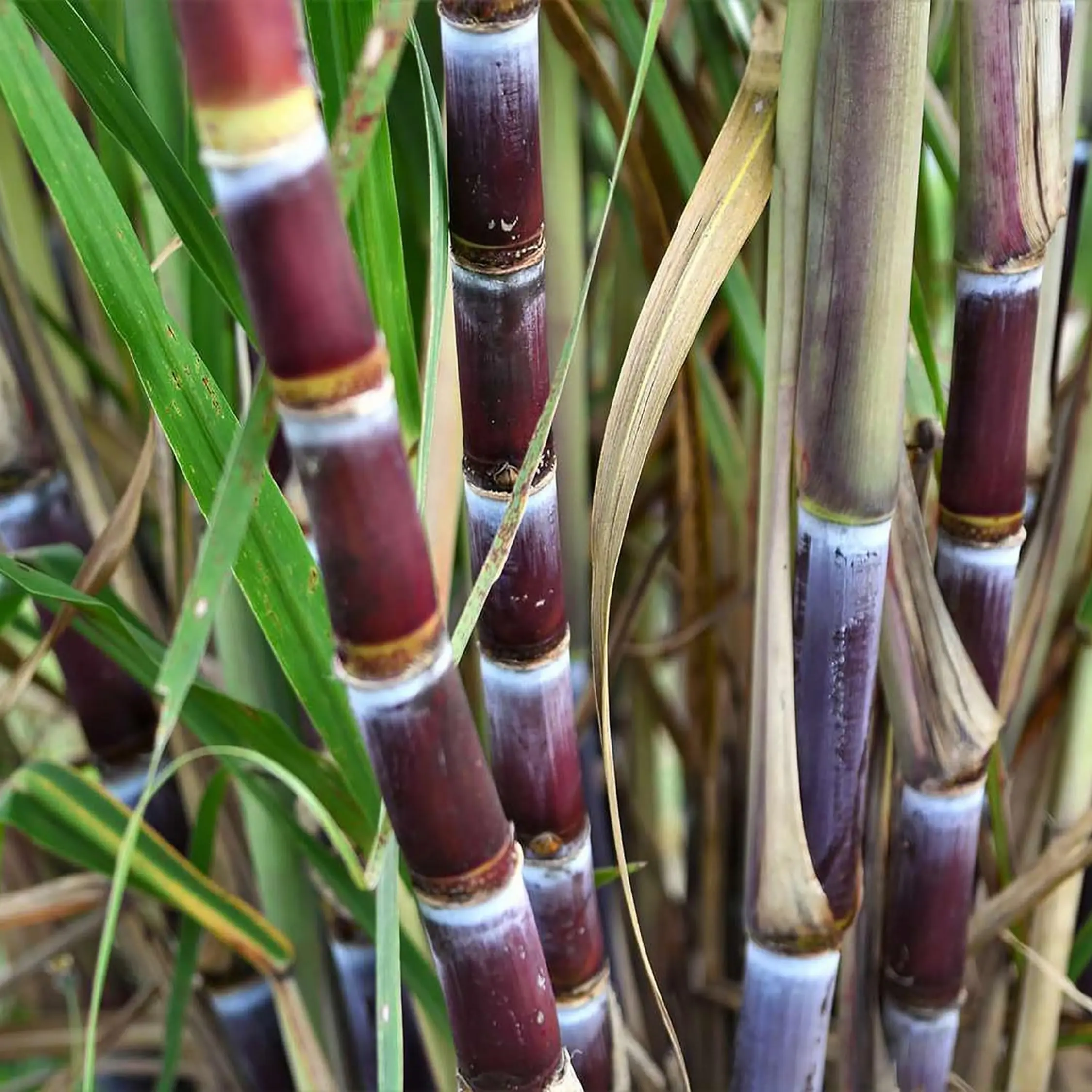 100 Sugar Cane Plant Seeds, Heirloom & Non-GMO Tall Perennial Sweet Juicy Fruits Easy to Grow Low Maintenance Great Gardening Gift Outdoor Garden Planting