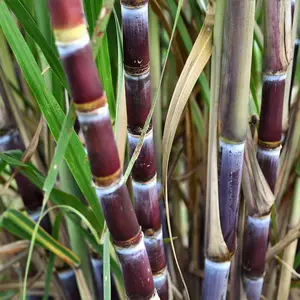 100 Sugar Cane Plant Seeds, Heirloom & Non-GMO Tall Perennial Sweet Juicy Fruits Easy to Grow Low Maintenance Great Gardening Gift Outdoor Garden Planting