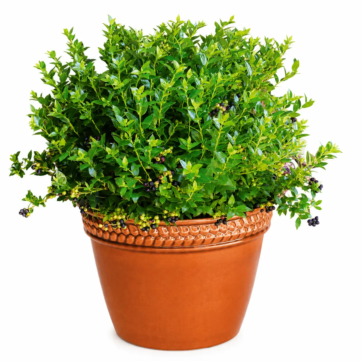 Live Blueberry Bush Plant - Live Fruit Tree Seedling with Healthy Established Root System, Low-Maintenance, Sweet Edible Berries, Beginner-Friendly, Full Sun, Outdoor Patio Containers, Well-Draining Nutrient-Rich Soil, Makes Unique Gift for Gardeners