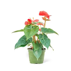 Anthurium 'Red Flamingo', Medium
