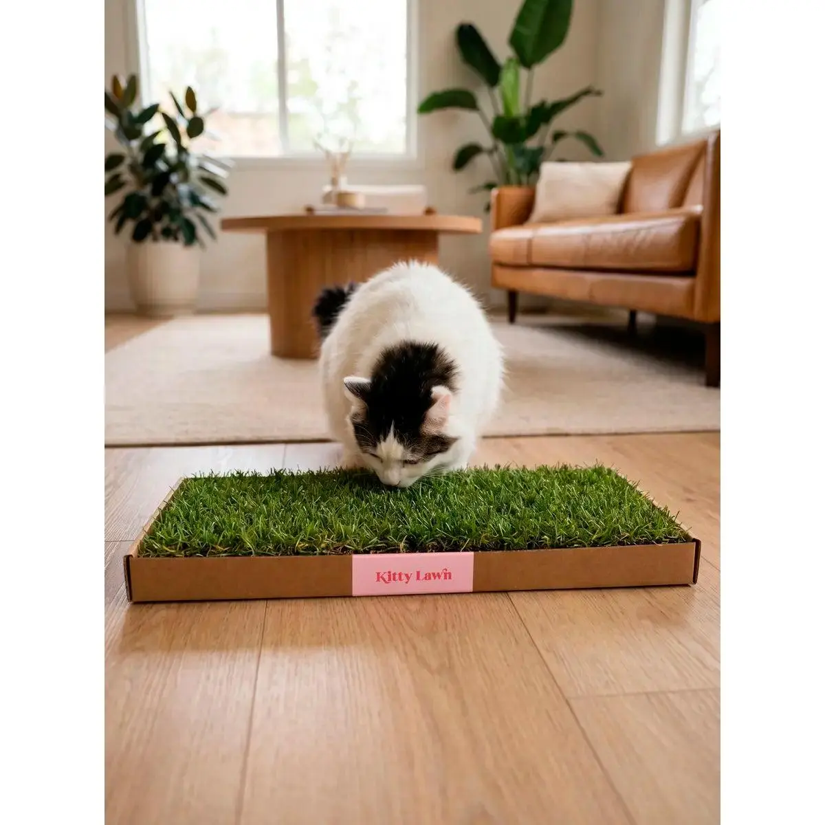 Kitty Lawn