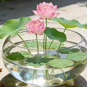 Grow Your Own Lotus Flowers – Easy to Plant, Beginner Friendly, Beautiful Aquatic Blooms for Home Garden, Pond, Balcony, or Backyard