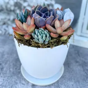 Harvest Moon - Potted Live Succulent Garden - Ships Free!