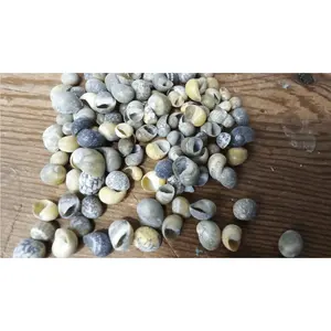 Mongo (Smaragdia Rangiana) Shell