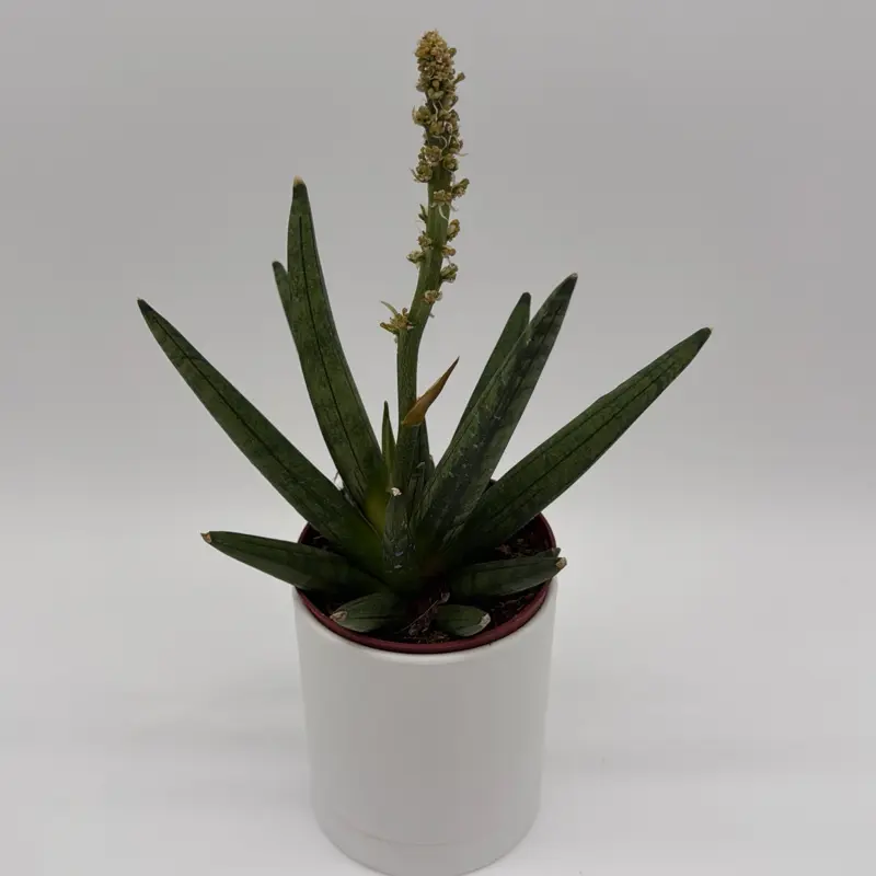 Sansevieria ‘Hedgehog’ 4” Pot – Starfish Snake Plant | Low Maintenance | Unique Indoor Decor