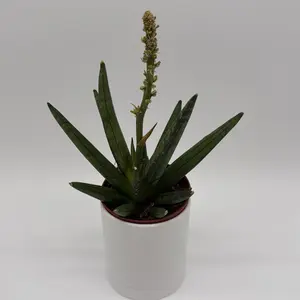Sansevieria ‘Hedgehog’ 4” Pot – Starfish Snake Plant | Low Maintenance | Unique Indoor Decor