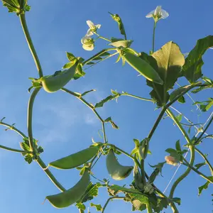 Sugar Snap Pea