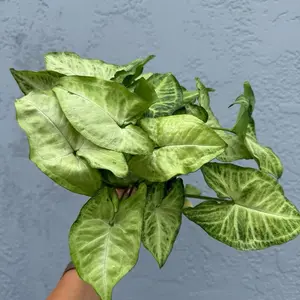 4” Syngonium ‘White Butterfly’ - Arrowhead Plant - lived indoor plant - low maintenance