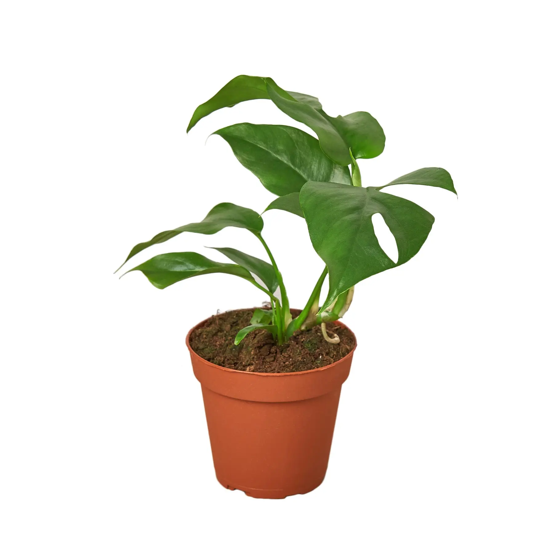 Philodendron Mini Monstera Minima (Rhaphidophora tetrasperma)