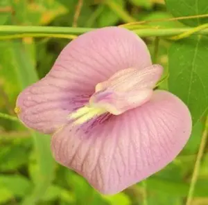 10 Single Pink Clitoria ternatea seeds| Butterfly Pea