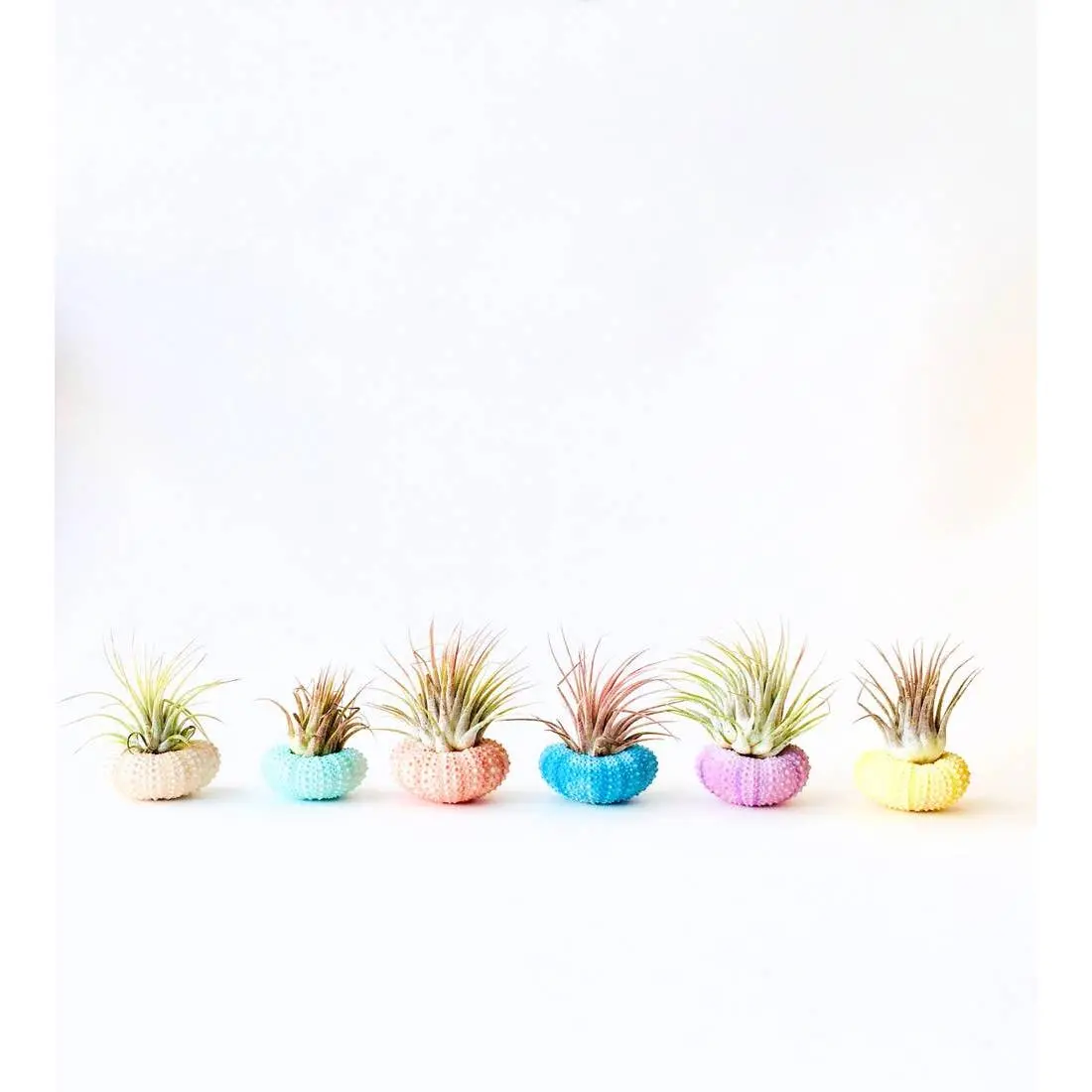 Air Plant + Urchin Shell Holder- Indoor planter