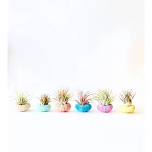 Air Plant + Urchin Shell Holder- Indoor planter