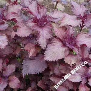 Shiso Seeds - Red (Organic) - Microgreens Seeds
