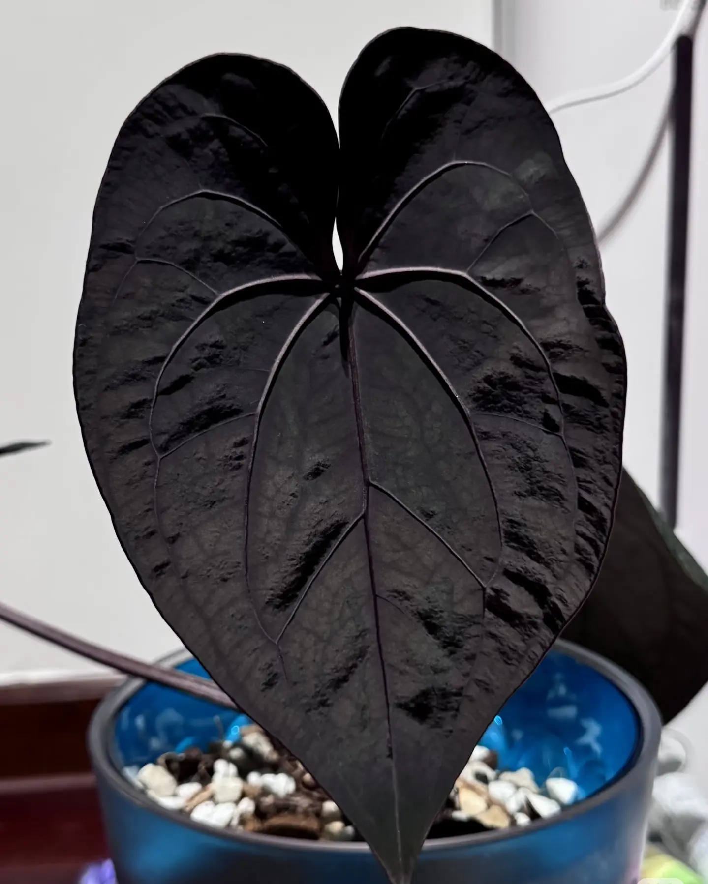 Rare Anthurium Ace of Spades Live Plant 2-Inch Pot | Black Velvet Anthurium | Easy Tropical Houseplant