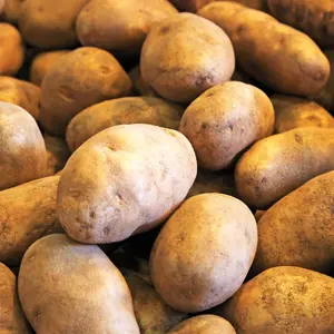 Russet Burbank Seed Potatoes -200pcs Seeds- for 2025 Planting Seeds Certified for Growers Brown Skin Baking Potato USA Garden Growing Home Farm Sustainable Healthy Easy Plant