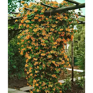 Mandarin Honeysuckle Vine - Perennial - Lonicera - 2.5"  Pot