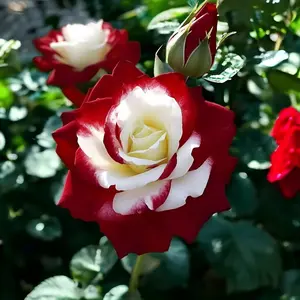 100pcs Rare Twin Red White Rose Seeds - Heirloom Non-GMO Flower Seeds for Captivating Garden Blooms - Includes Planting Instructions - Perfect for Spring and Fall Planting - Gardening Gift