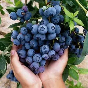 （200 seeds）Blueberry seeds  (Non-GMO)— easy to grow in pots or your yard, blooms in spring and summer with high yields.