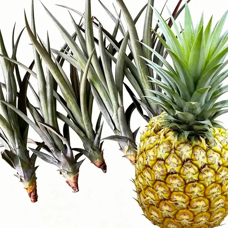 Fresh Pineapple Top Crown Plant Seedlings, Edible Fruit Pineapple Plant, Easy Grow Perennial Fruit Tree for Indoor Pot, Balcony & Outdoor Garden Planting