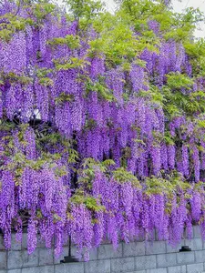Purple Wisteria Flower Seeds 50 PCS, Easy to Grow Climbing Vine Seeds for Garden, Fence and Arbor Planting, Seeds Only Not Live Plant