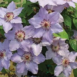 100+ Climbing Clematis Seeds For Planting - Flower Seeds For Sale