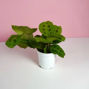 Maranta “Green” - 4”