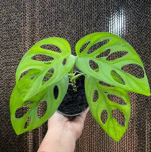 Monstera adansonii sub klotschiana