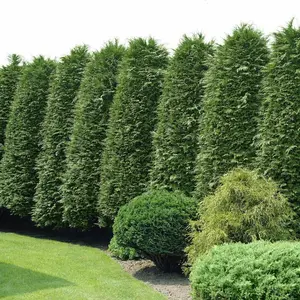Green Giant Arborvitae