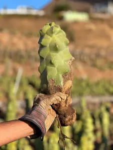 Totem Pole Cactus - Lophocereus shottii Obesa