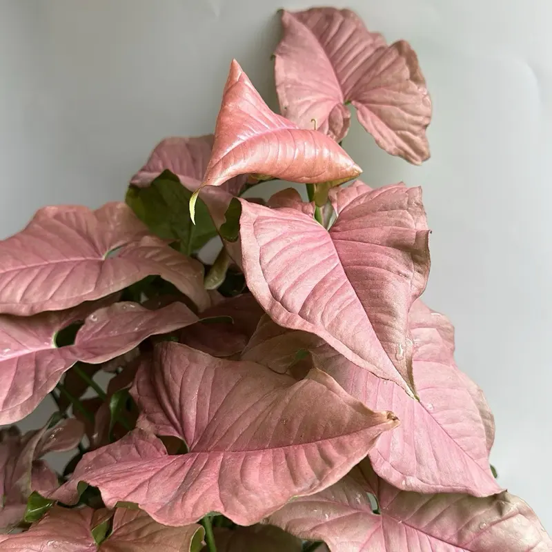 Syngonium Neon Pink 6” Pot – Pink Tropical House Plant | Vibrant Indoor Decor | Easy Care Live Plant
