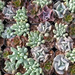 Mini Succulents 3 in 1