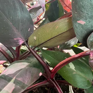 Philodendron Pink Princess