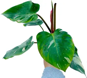 Philodendron White Princess