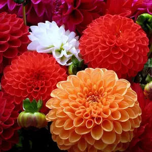 240 +Pcs Dahlia Flower Seeds for Planting Home