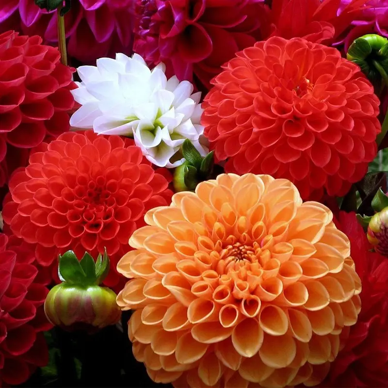 240 +Pcs Dahlia Flower Seeds for Planting Home